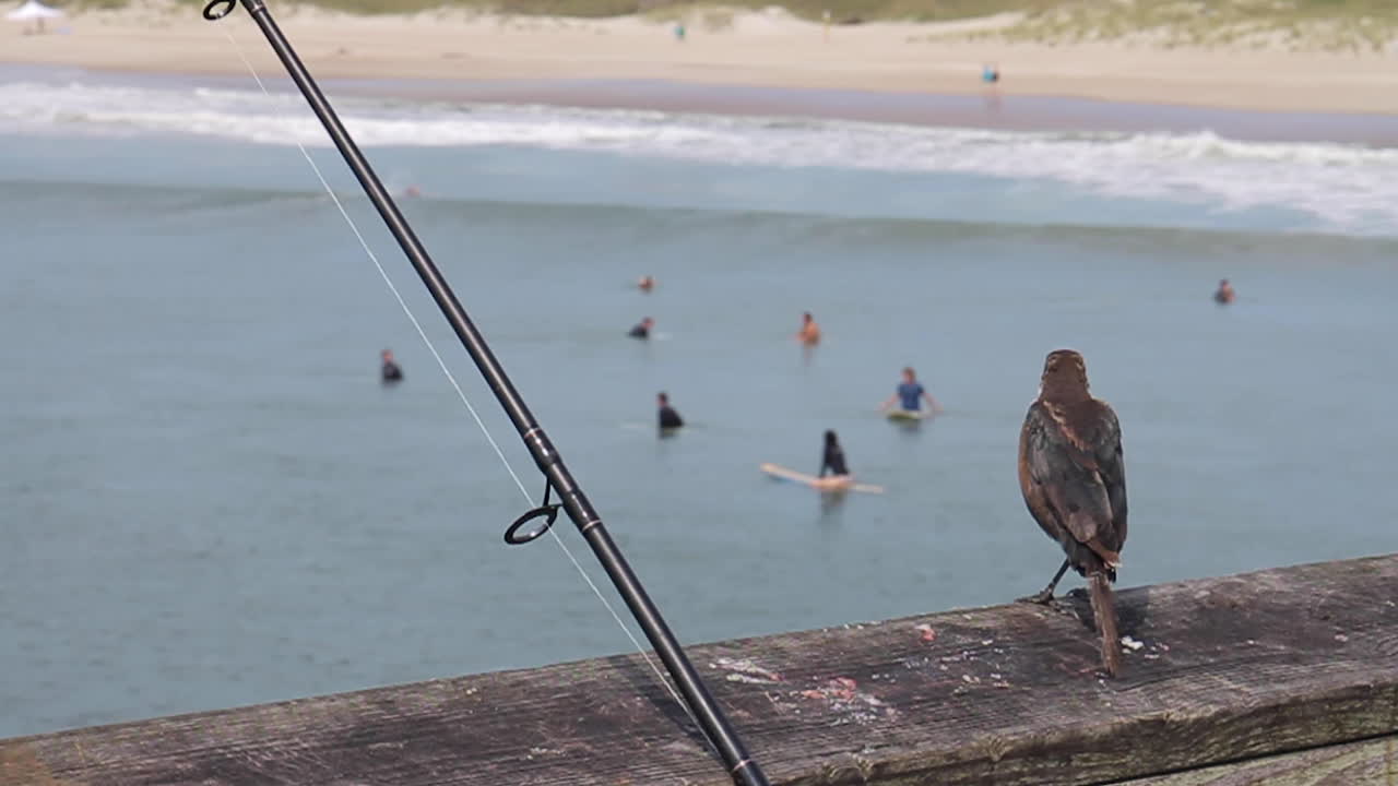 Surfisti che cercano di cavalcare le onde, con un uccello e una canna da pesca in primo piano su un molo