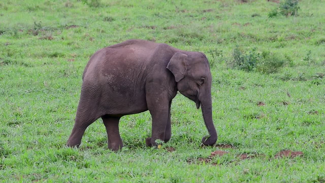 아시아 코끼리는 멸종 위기 종이며 태국 거주자이기도합니다.