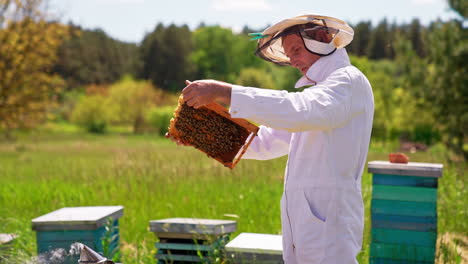 adult beekeeper looks attentively at the frame in his hands and comments what he sees. man in white outfit takes care of his bee farm. nature background.