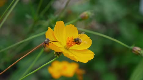 la abeja australiana recogiendo néctar dulce en la flor amarilla