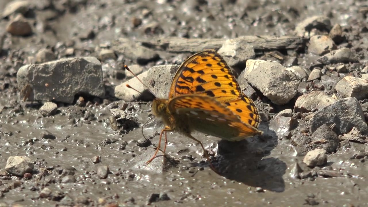 Farfalla Fritillaria arancione che beve acqua dal terreno fangoso