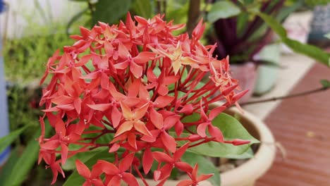 closeup of a vibrant cluster of ixora coccinea flowers blooming in the garden commonly known as jungle geranium or flame of the woods, showcasing their striking scarlet-orange hue