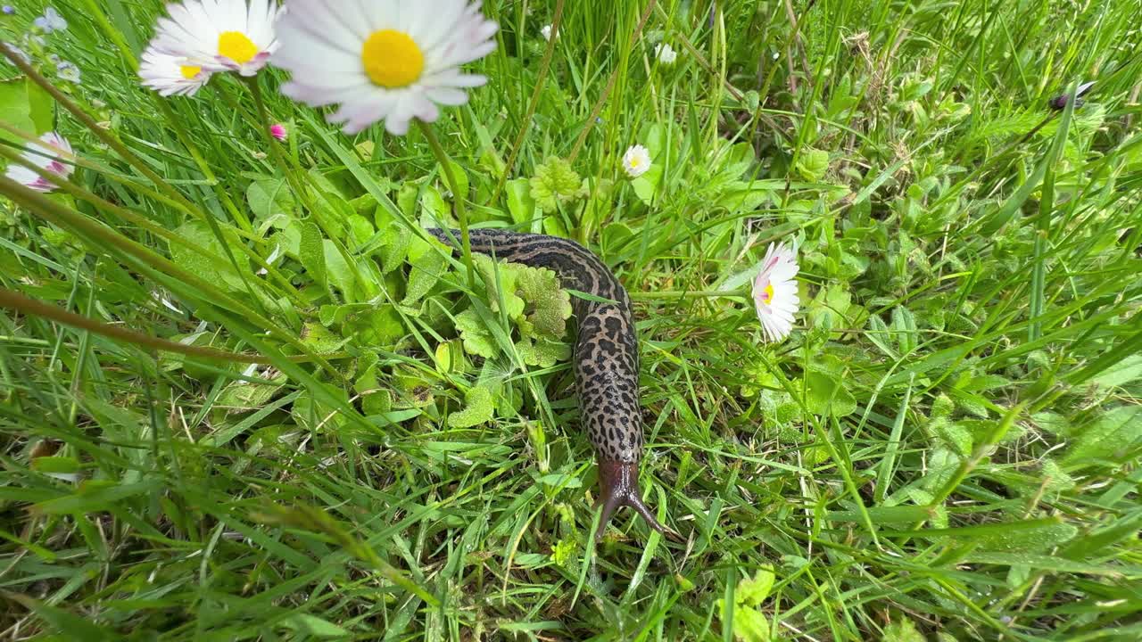 Leopard slug (Limax maximus) moving slowly under the daisies (Bellis perennis) in the garden.