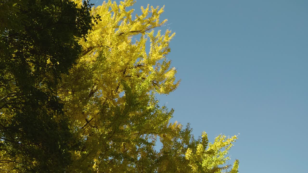 푸른 하늘을 배경으로 밝은 노란색 진코 나무 위에 천천히 기울어