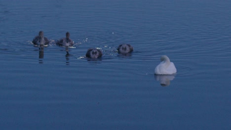 Schöne-Aussicht-Auf-Schwäne-Und-Cygnets,-Die-In-Einem-See-Fressen