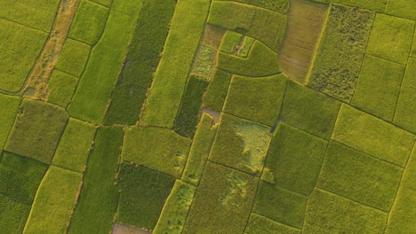 vista aérea de arriba hacia abajo del campo de tierras de cultivo con textura de cultivos verdes