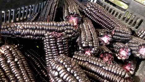 maíz negro en detalle, en caja de supermercado, maíz morado
