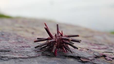 A tropical Pencil Sea Urchin slowly walks on the surface of a rock outside of the water.