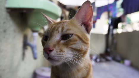 raza india billi también conocida como gato común indio