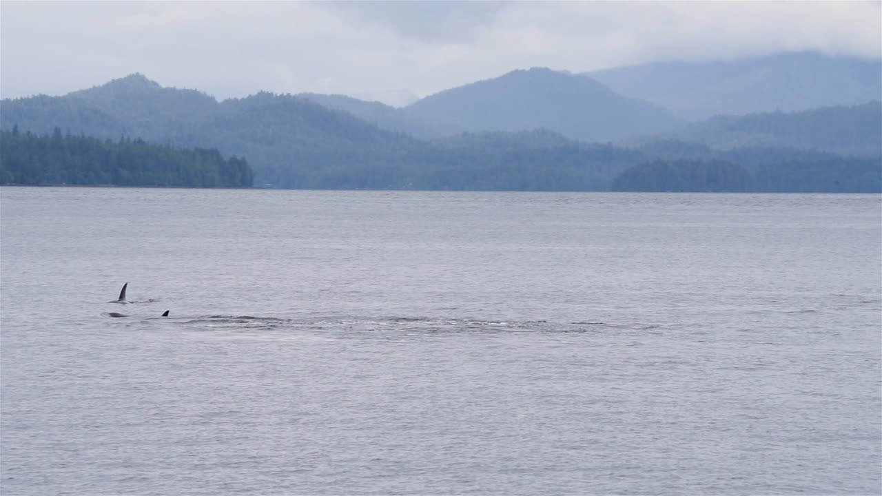 범고래는 알래스카 해안에서 물놀이를 한다 1
