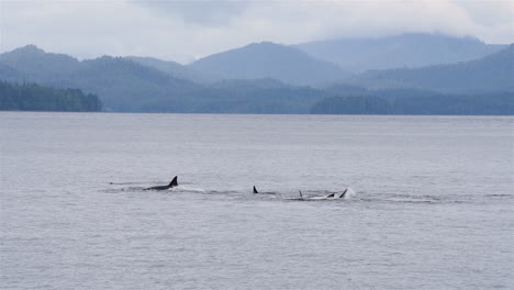 orcas retozan en las aguas de la costa de alaska 1