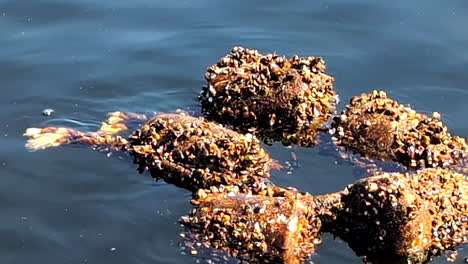 buoys broken away from a dock, boat, or fishing net covered in barnacles are an environmental hazard