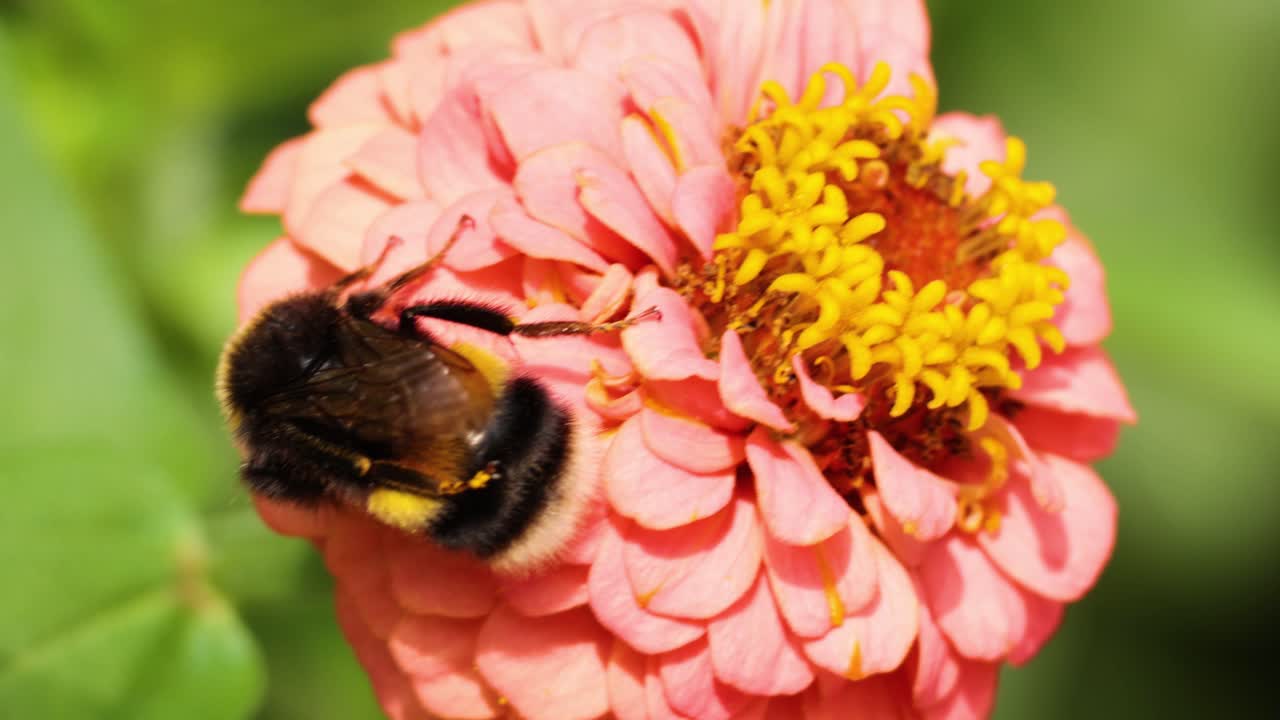 abejorro recogiendo néctar de una flor de zinnia