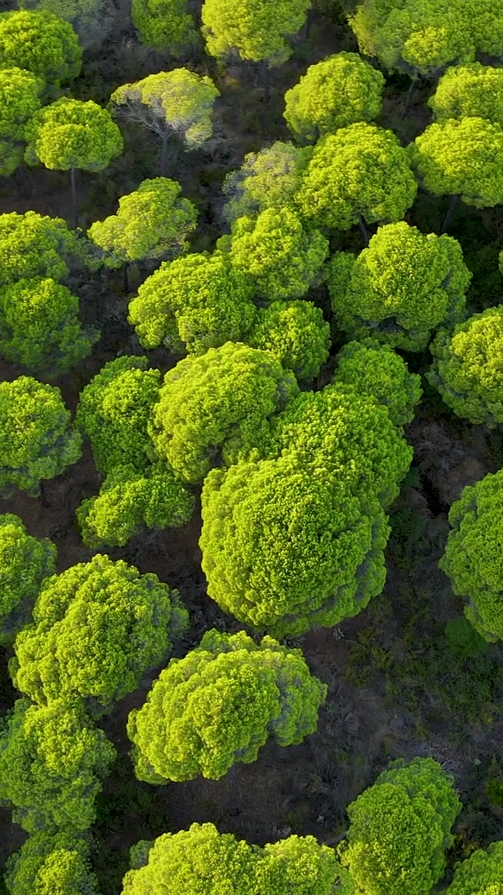 Toma vertical cinematográfica de un vibrante bosque de pinos mediterráneo a la hora dorada. Perfecto para contenido sobre sostenibilidad, viajes ecológicos y conservación de la naturaleza.