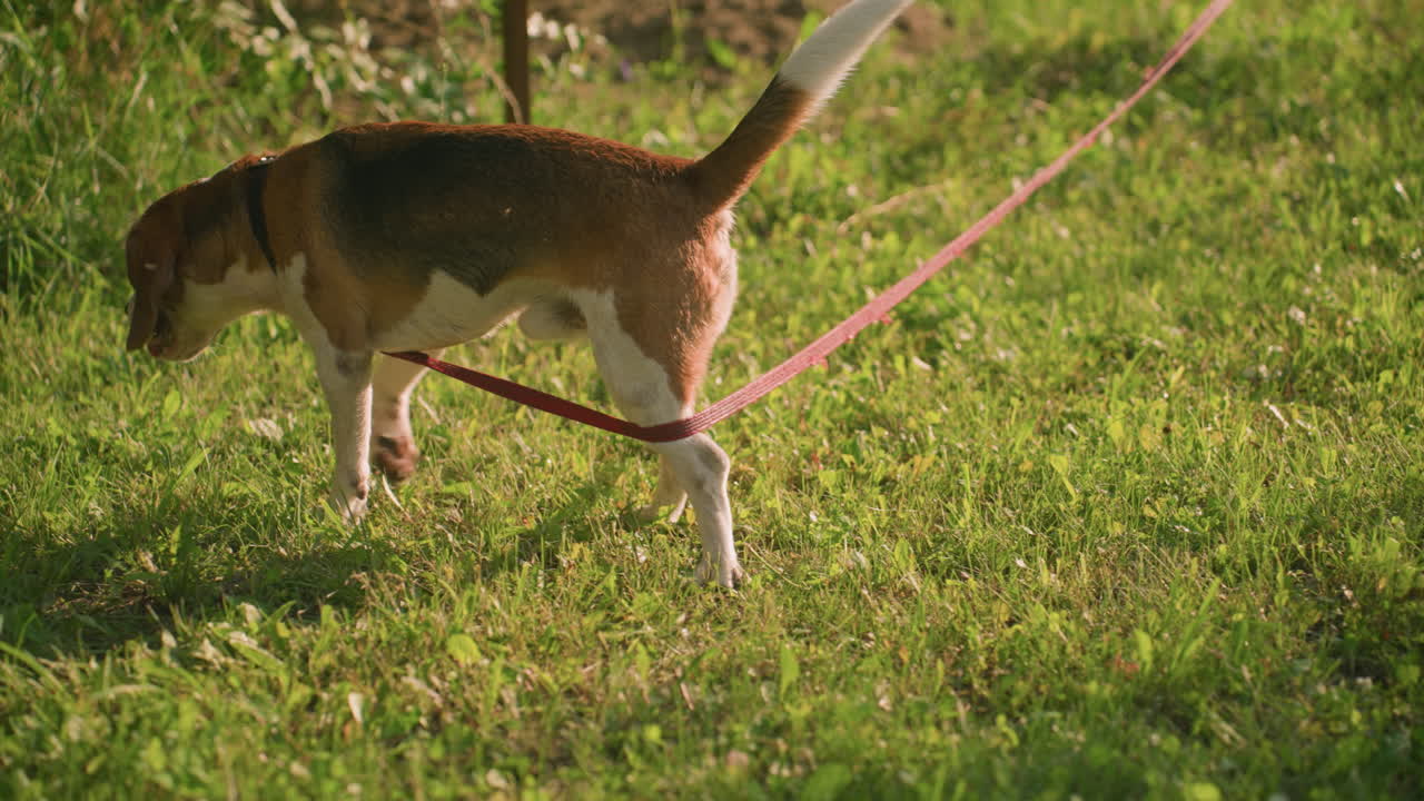 은 줄을 가진 남성 갈색 개가 잔디에서 풀을 새치고, 이 좋은 날, 활기찬 초록색과 멀리 있는 나무로 가득 찬 배경에서 자연 주변을 탐험합니다.
