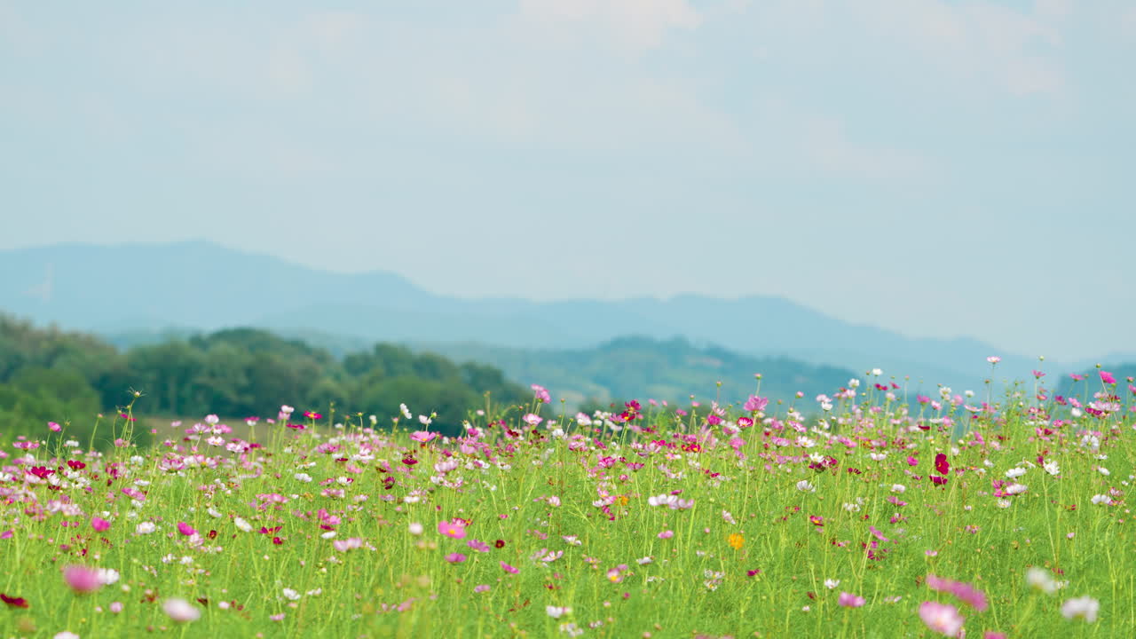 푸른 산을 배경으로 꽃을 피우는 코스모스 꽃 ⁇  - 자연 풍경 여름 풍경 배경