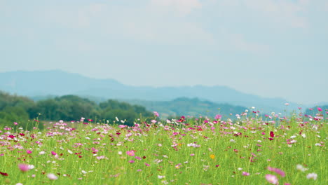 Blühendes-Kosmos-Blumenfeld-Mit-Blauen-Bergen-Im-Hintergrund---Natürlicher-Malerischer-Sommerlandschaftshintergrund