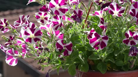 bright pink and white petunia flowers bloom vibrantly in a sunlit garden pot, surrounded by green leaves and set against a soft, blurred rooftop background