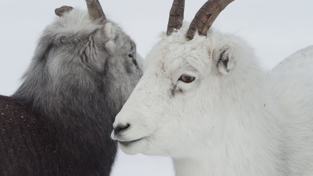 una pareja de ovejas de cuerno fino descansando en el paisaje invernal de yukon, canadá - de cerca