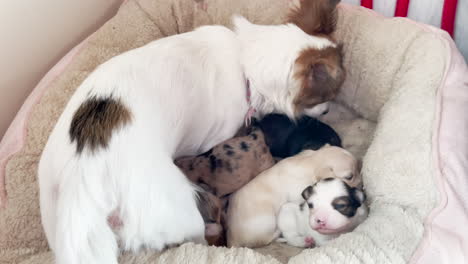 Mother-dog-in-dog-bed-with-her-small-puppies