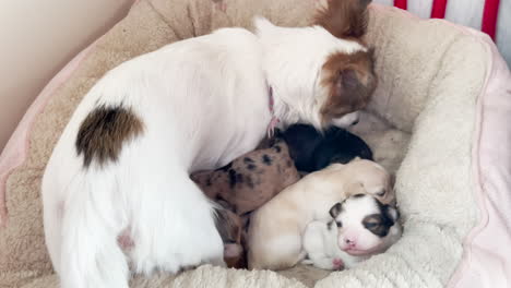 perro madre en la cama del perro con sus pequeños cachorros
