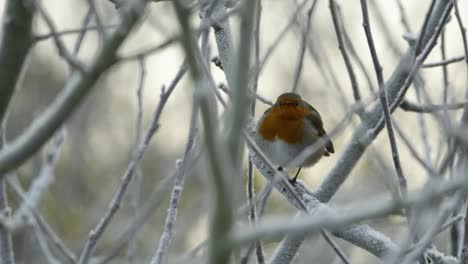 petirrojo europeo pájaro reino unido en ramas heladas de invierno