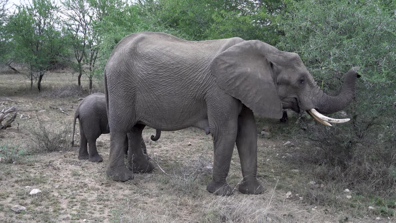 una gran hembra de elefante y su bebé pastan en árboles de acacia, kruger, sudáfrica loxodonta africana