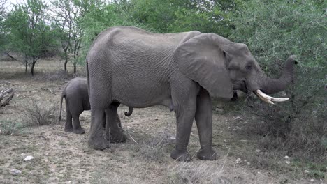 A-large-female-Elephant-and-its-baby-graze-on-Acacia-trees,-Kruger,-South-Africa-Loxodonta-africana