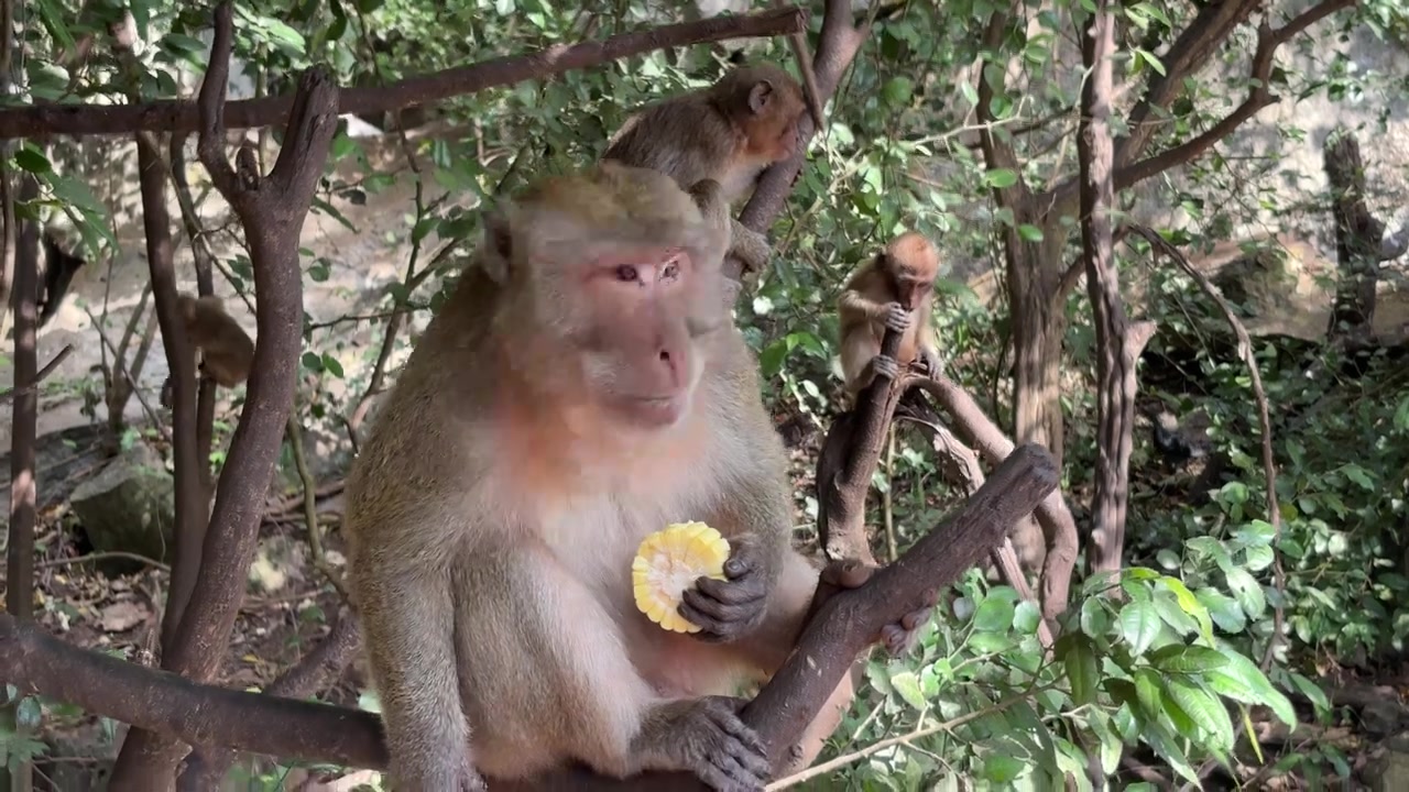 Monkeys in Krabi Thailand enjoying corn in a lush forest setting