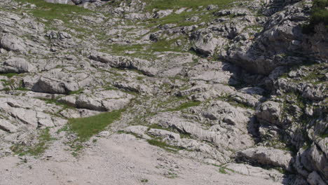 Herd-of-Chamois-walking,-grazing-and-climbing-high-up-in-the-mountains