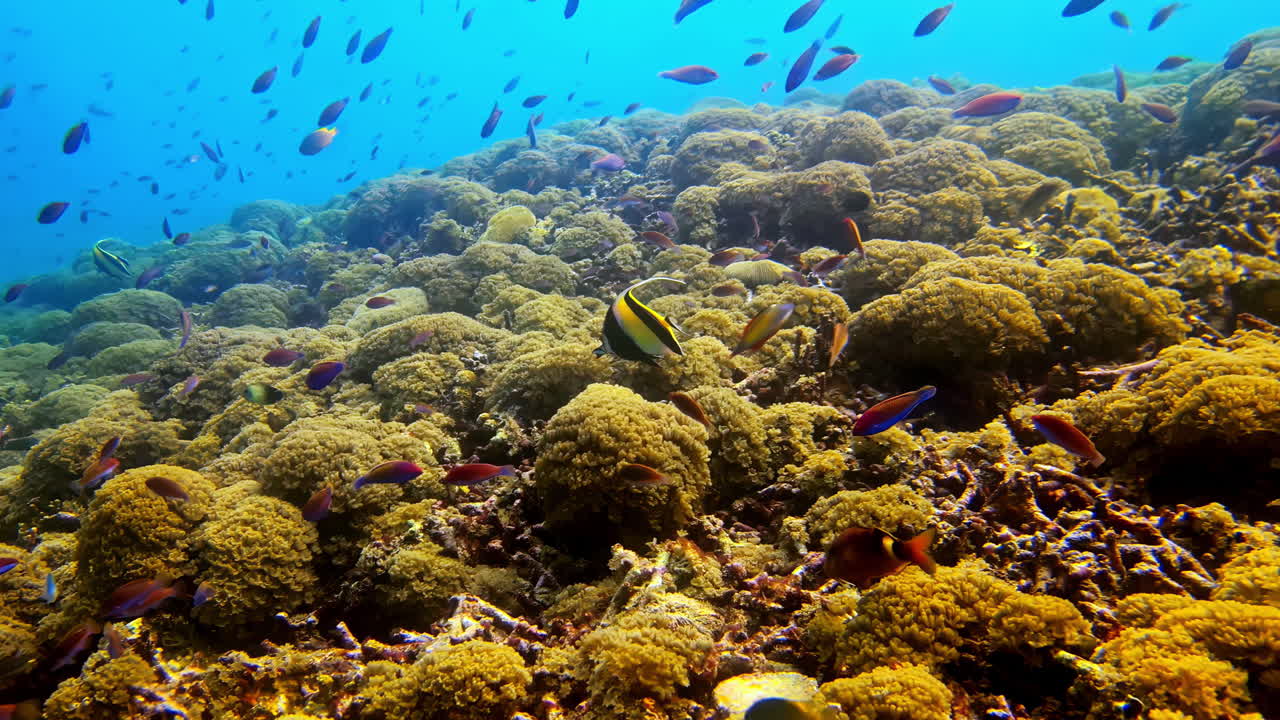 Moorish idol and anthias fish swimming above vibrant coral reef in clear tropical sea