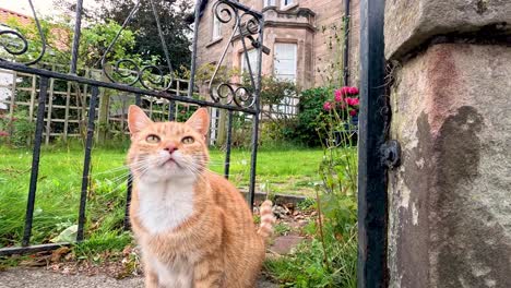 a cat explores a garden in fife, scotland