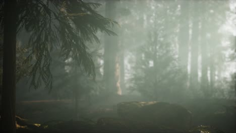 mañana con niebla en el parque nacional de la secuoya
