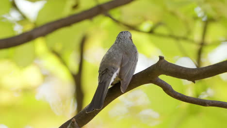 rear view of brown-eared bulbul bird up tail and pooping perched on tree branch in fall - philippines