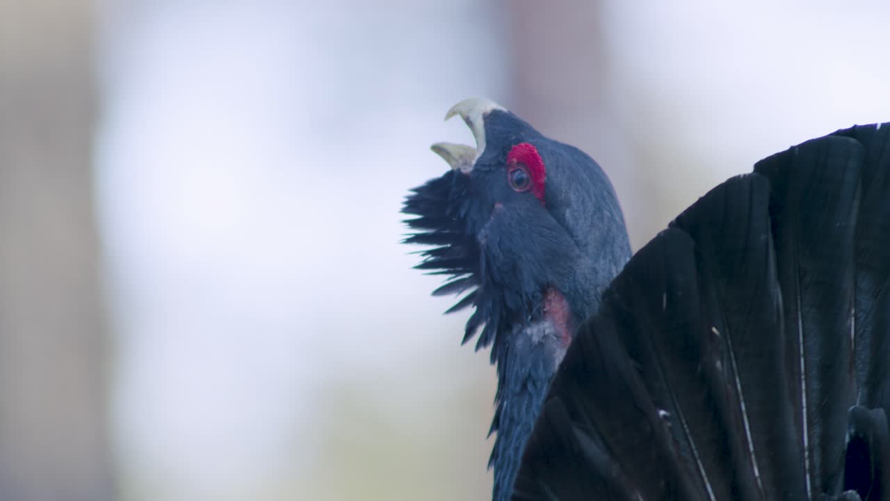 남성 서부 캐퍼케일리 (western capercaillie) 는 렉 (lek) 지역에서 렉킹 (lekking) 계절에 소나무 숲에서 아침 빛에 가까이 서식합니다.
