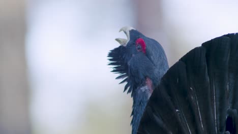 Male-western-capercaillie-roost-on-lek-site-in-lekking-season-close-up-in-pine-forest-morning-light