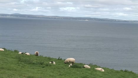 Stock-Footage-Sheep