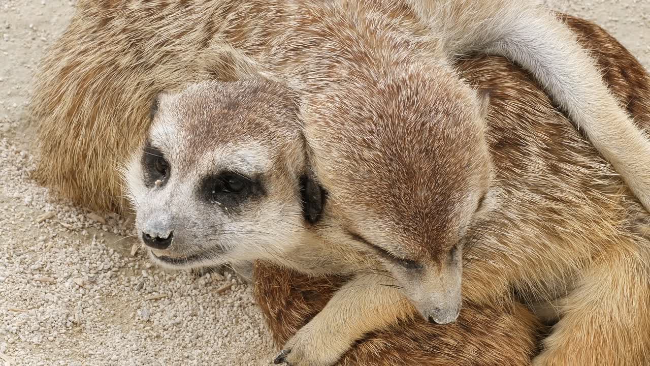 낮 동안 서로 겹겹이 자고 있는 귀여운 미어캣 두 마리의 모습을 가까이서 보세요