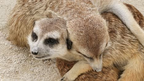 close up view of two cute meerkats sleeping on top of each other during day