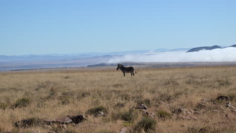 cape mountain zebra walking in scenic landscape with mist on mountains in the backgroud, slowmotion