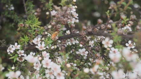 wild manuka flowers being pollinated by european honey bee in new zealand