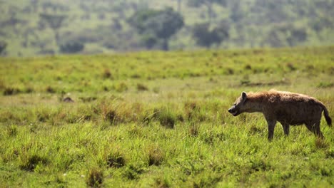slow motion shot of hyena prowling slowly through tall grasslands, greenery, nature, african wildlife in maasai mara national reserve, kenya, africa safari animals