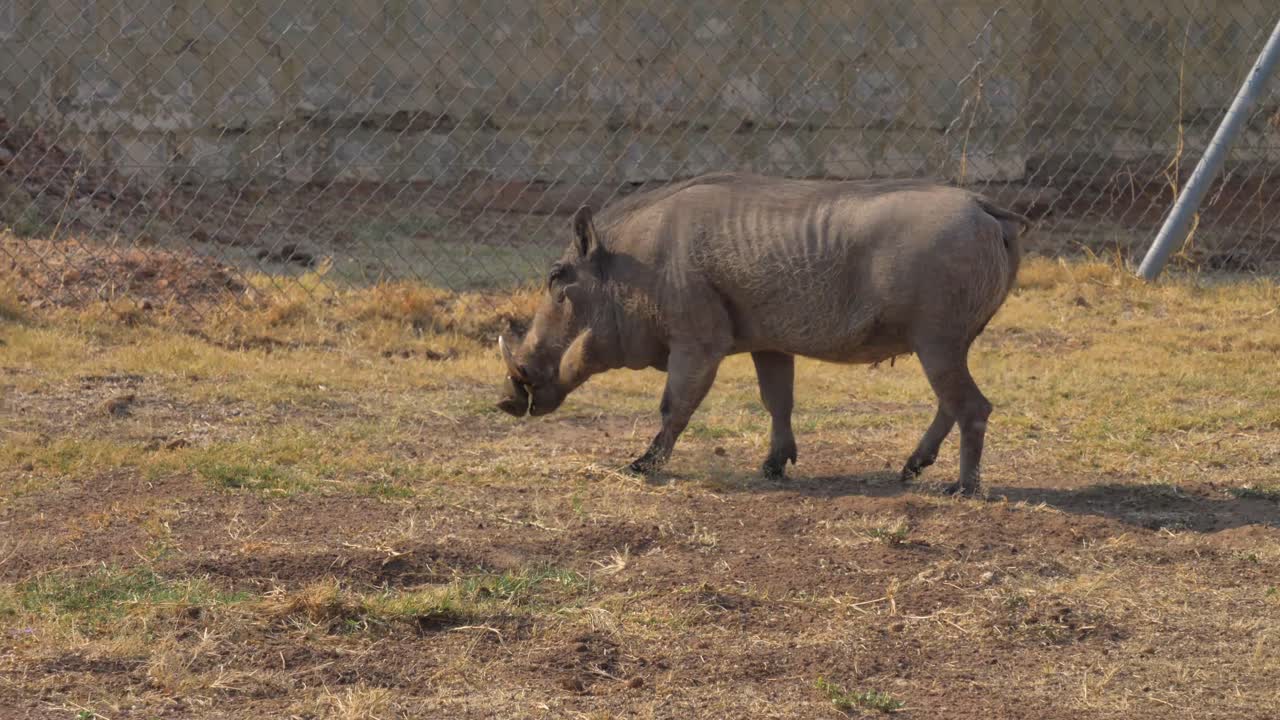 jabalíes africanos comiendo hierba y caminando