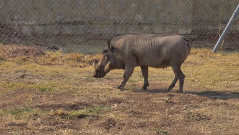 African-Warthogs-eating-grass-and-walking