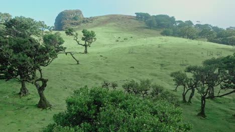 green pastureland with trees and hill