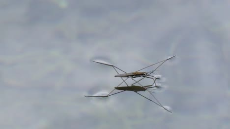 macro shot of a water strider hopping over blue water in slow motion