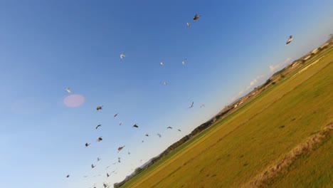 drone aéreo fpv volando entre una bandada de cigüeñas blancas en vuelo