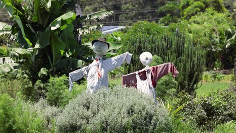 static scarecrow amidst vibrant greenery and plants