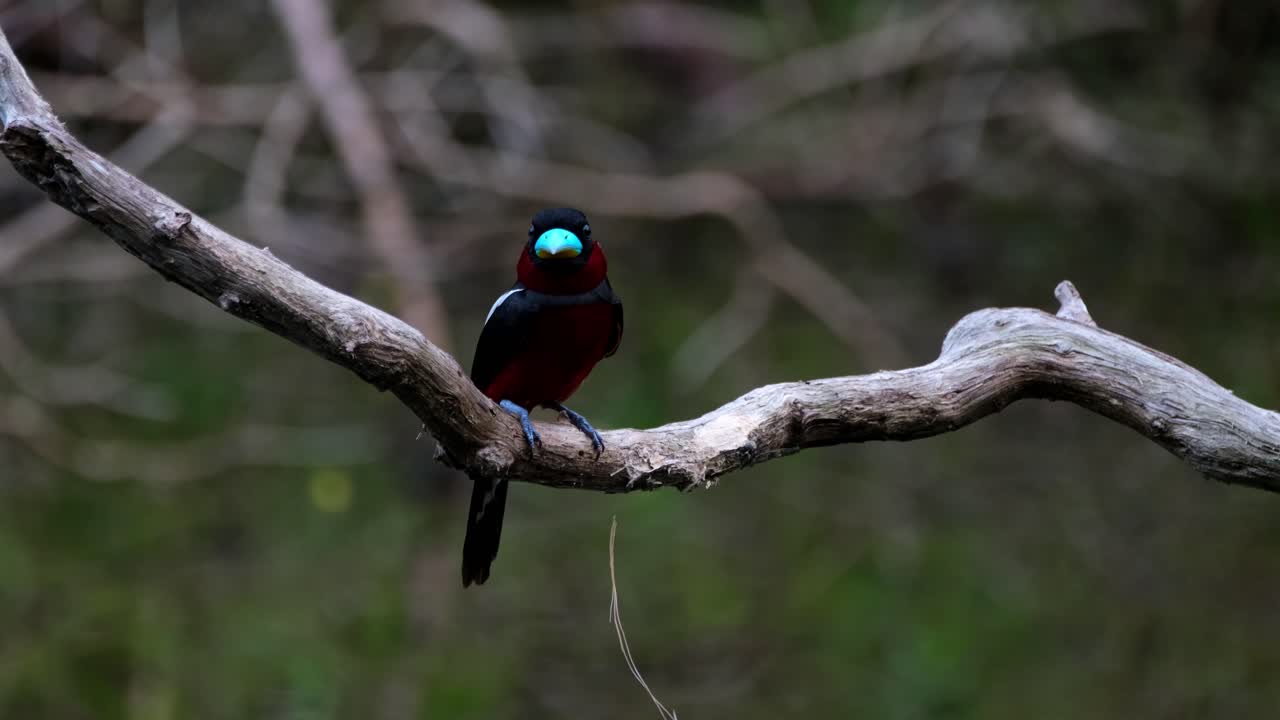 posado en una rama durante la primera parte de la mañana mirando a su alrededor, pico ancho negro y rojo, cymbirhynchus macrorhynchos, parque nacional kaeng krachan, tailandia