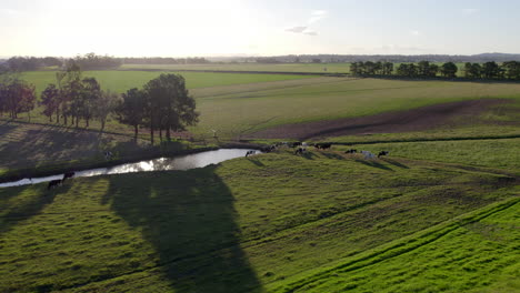 Aerial-shot-of-cow-grazing-in-the-big-green-field-during-early-morning-time